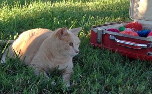 museum-cat